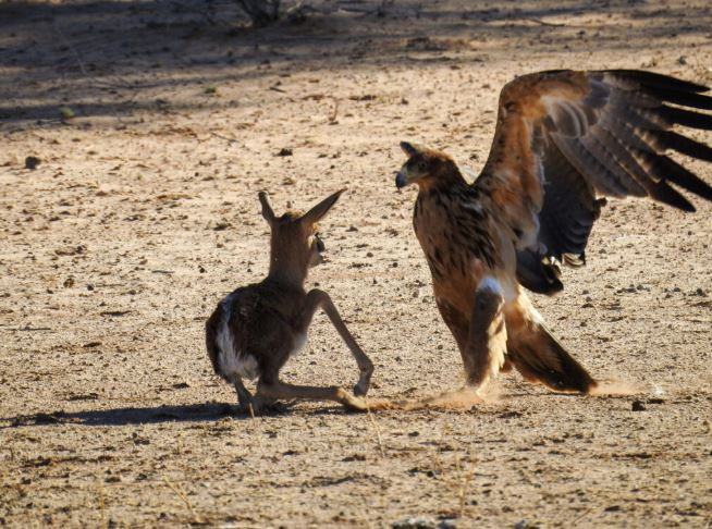 Linh duong con di tat bi bo roi va cai ket cuc ky tham khoc