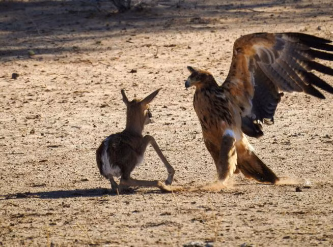 Linh duong con di tat bi bo roi va cai ket cuc ky tham khoc