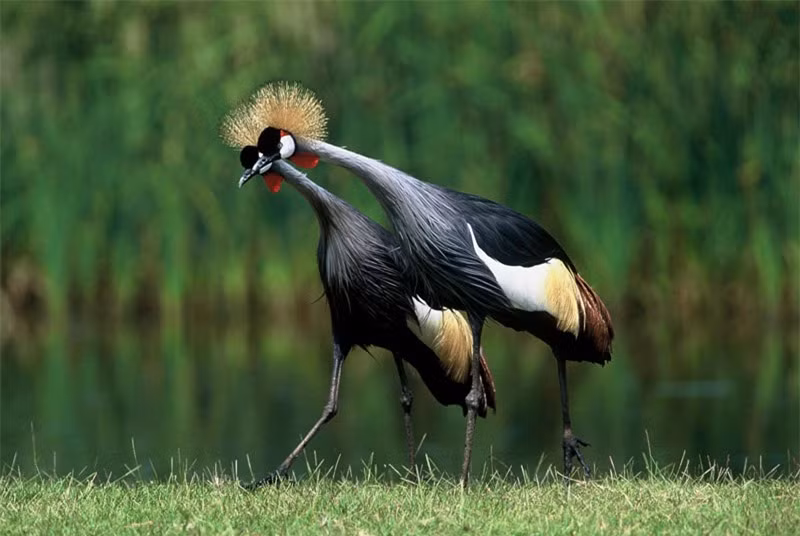 Chiêm ngưỡng chõm lông mao ấn tượng của sếu vương miện xám ảnh 12