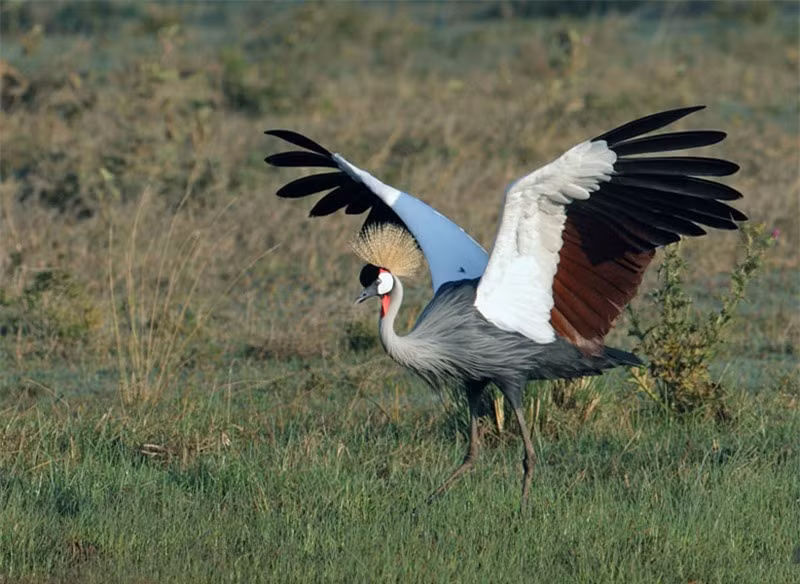 Chiêm ngưỡng chõm lông mao ấn tượng của sếu vương miện xám ảnh 16