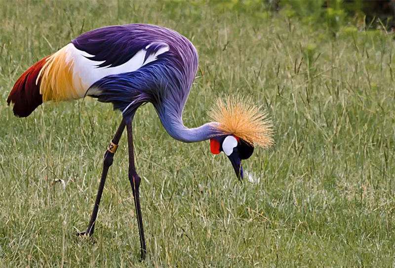 Chiêm ngưỡng chõm lông mao ấn tượng của sếu vương miện xám ảnh 7