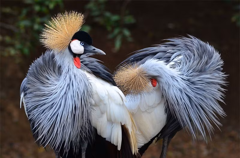 Chiêm ngưỡng chõm lông mao ấn tượng của sếu vương miện xám ảnh 10