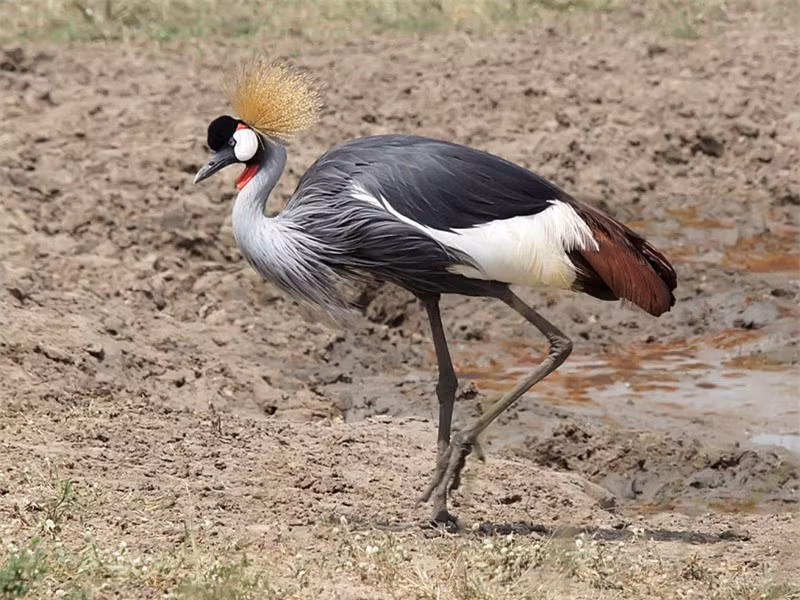 Chiêm ngưỡng chõm lông mao ấn tượng của sếu vương miện xám ảnh 11