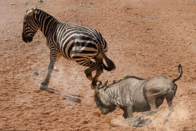 CLIP: Linh duong dau bo suyt chet vi bi ngua van tung cu da trung dau