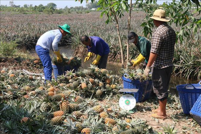 Giá dứa tại Tiền Giang tăng mạnh, nông dân bội thu Gia dua tai Tien Giang tang manh, nong dan boi thu