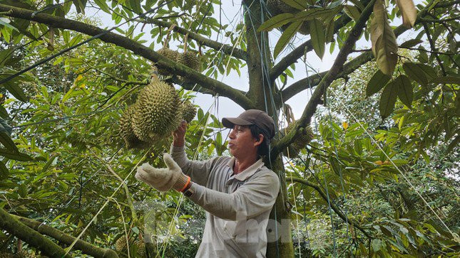 Con sot sau rieng: Nhieu nguoi lo tien ty, nha cua bay trong not nhac-Hinh-4