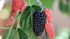 Dan gian menh danh thanh qua, co tac dung chua benh khong ngo