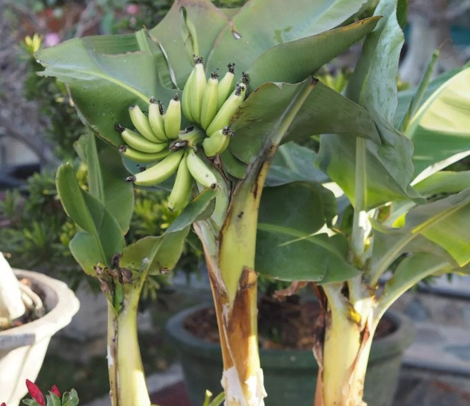 6 cay an trong trong nha: Vua lam canh, vua cho trai ngot-Hinh-3