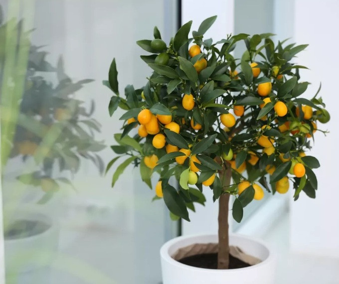 6 cay an trong trong nha: Vua lam canh, vua cho trai ngot-Hinh-2