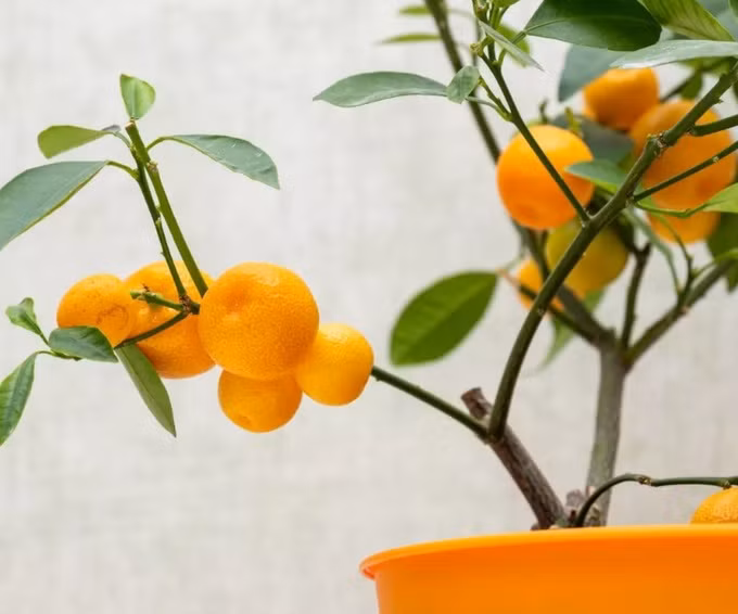 6 cay an trong trong nha: Vua lam canh, vua cho trai ngot