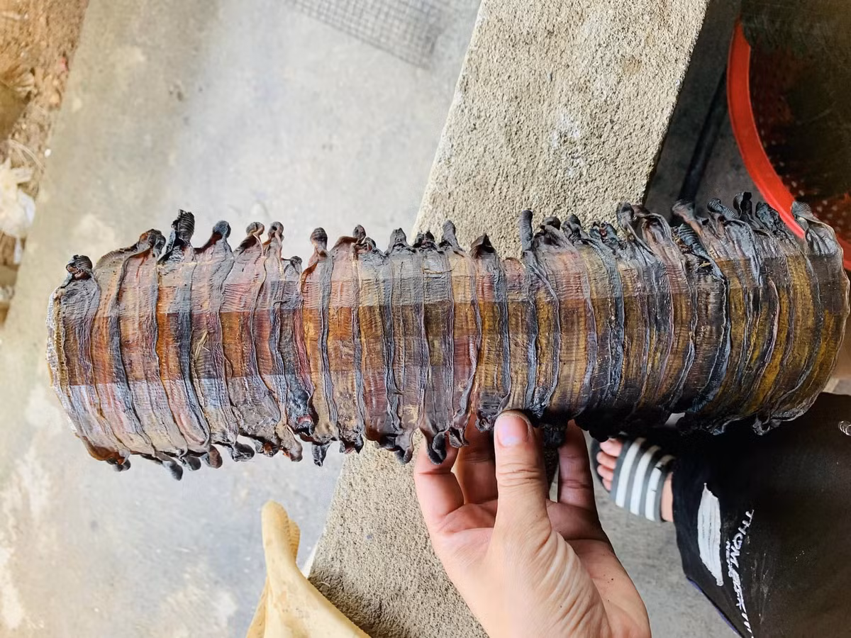 Trung Quoc tim mua giun say kho dat nhat cho mang 1,5 trieu/kg