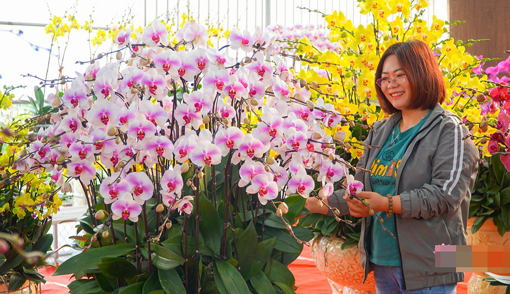 Ghép một chậu hoa ngày Tết, thợ lan hồ điệp bỏ túi chục triệu - Hình 2 Ghep mot chau hoa ngay Tet, tho lan ho diep bo tui chuc trieu-Hinh-2