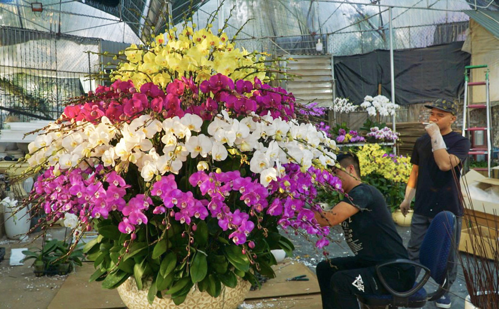 Ghép một chậu hoa ngày Tết, thợ lan hồ điệp bỏ túi chục triệu - Hình 3 Ghep mot chau hoa ngay Tet, tho lan ho diep bo tui chuc trieu-Hinh-3