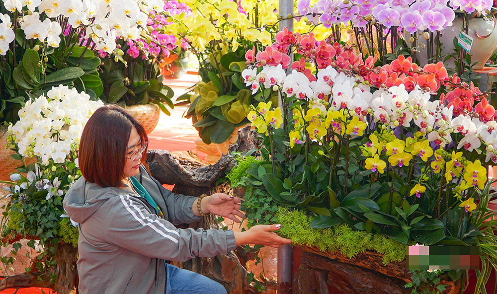 Ghép một chậu hoa ngày Tết, thợ lan hồ điệp bỏ túi chục triệu - Hình 4 Ghep mot chau hoa ngay Tet, tho lan ho diep bo tui chuc trieu-Hinh-4