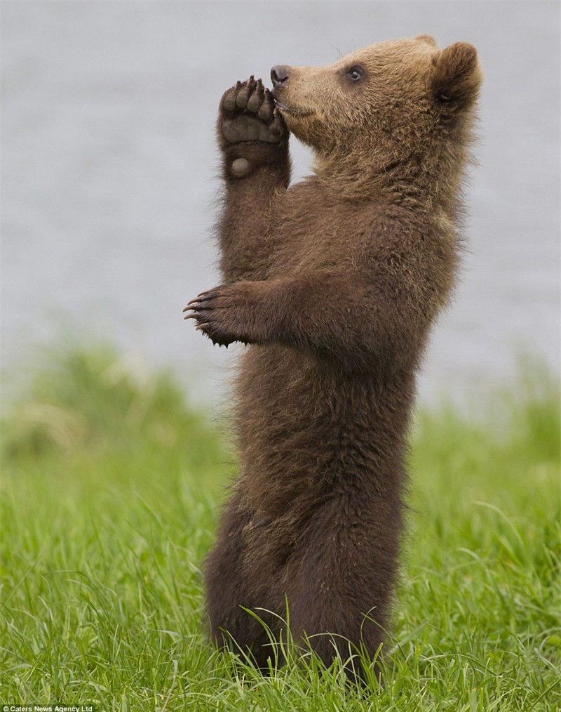 Trông nó giống hệt như 1 võ sư thực thụ.