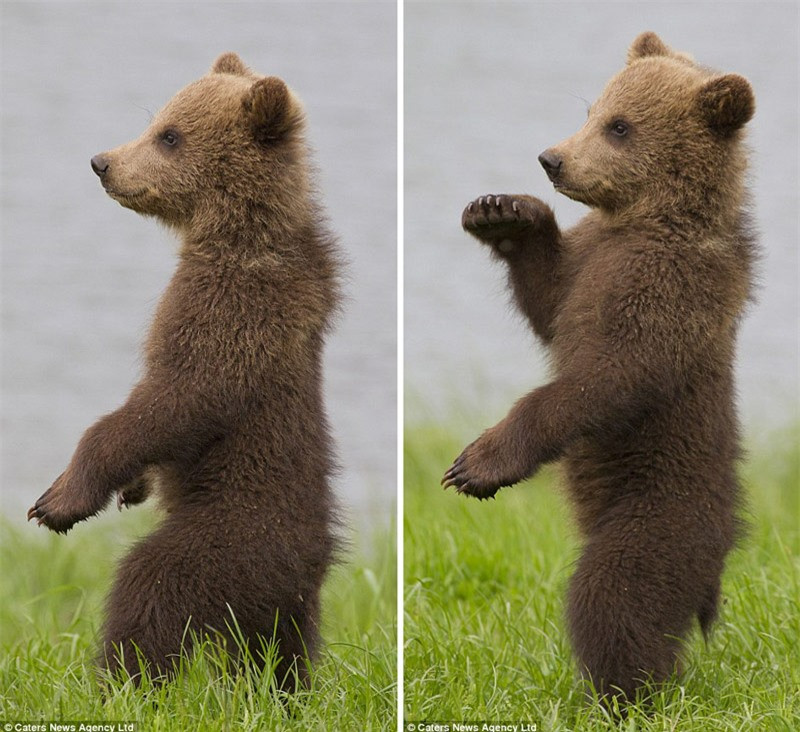 Theo Sven-Erik Arndt, mẹ của chú gấu nâu này đã đuổi những con gấu khác đi khi ông đang chụp hình cho gấu con.