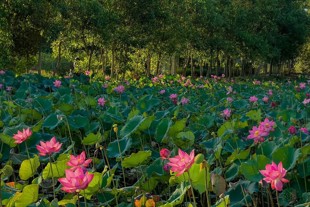 Rong choi mien tay Quang Tri: Cam trai, san may, check-in 