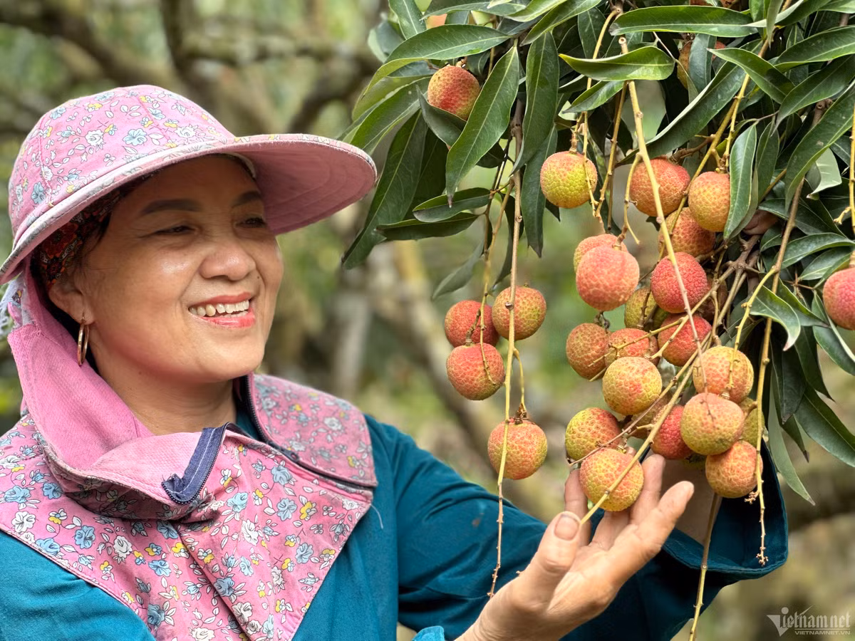 Cay vai u hong dac biet, tung giup chu kiem 7 luong vang 1 vu-Hinh-2