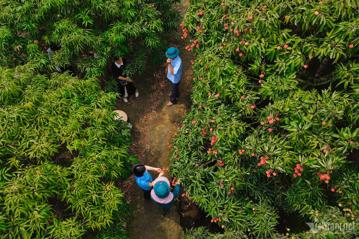 Cay vai u hong dac biet, tung giup chu kiem 7 luong vang 1 vu