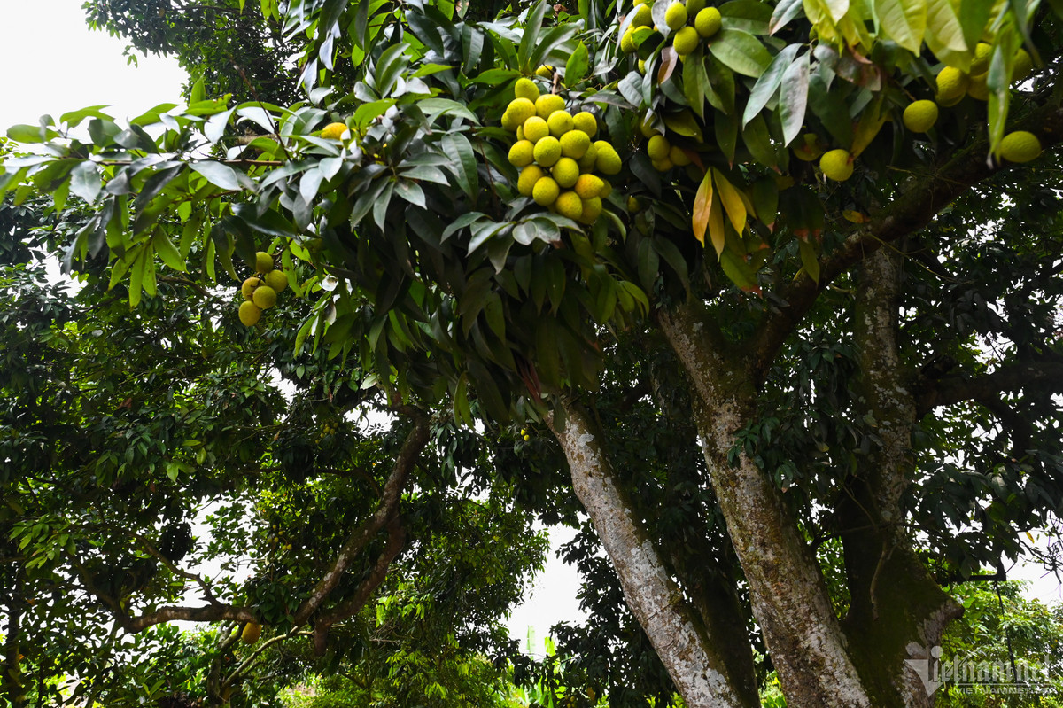 Cay vai u hong dac biet, tung giup chu kiem 7 luong vang 1 vu-Hinh-3