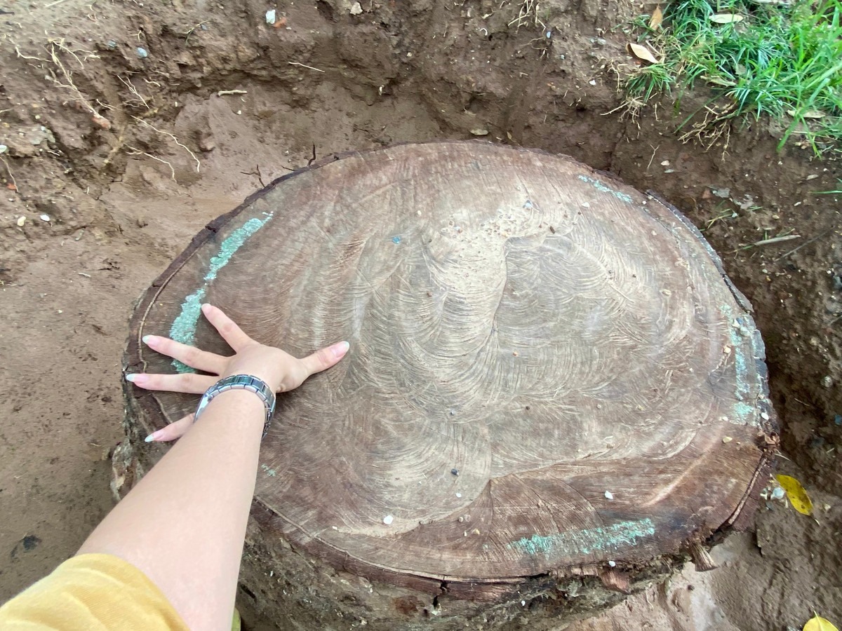 Nhiều cây lớn trong công viên bị cắt ngang gốc không rõ lý do