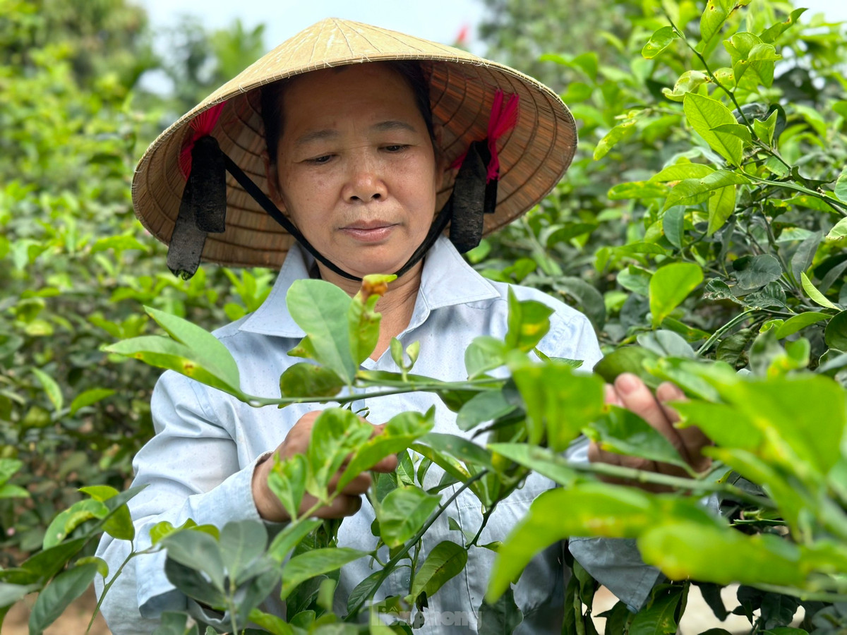 Nghe hai la cay ban tien trieu duoi chan nui Thien Nhan-Hinh-15