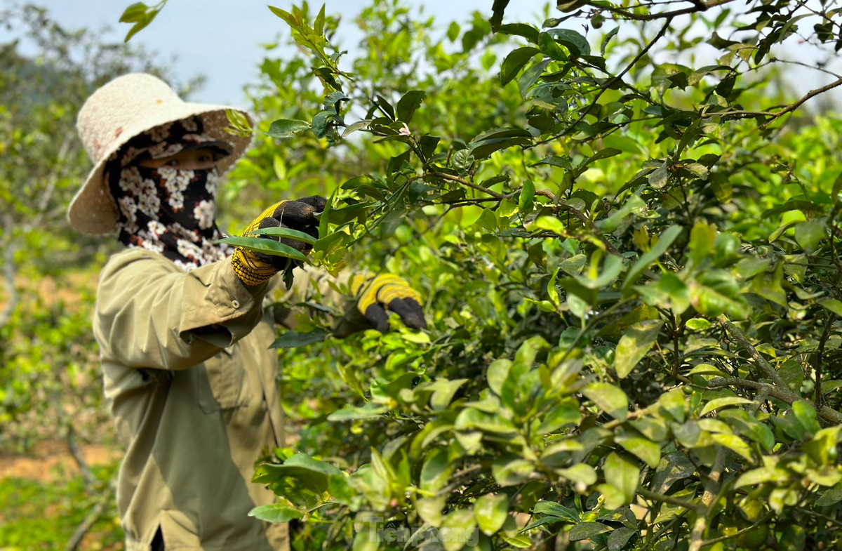 Nghe hai la cay ban tien trieu duoi chan nui Thien Nhan-Hinh-12