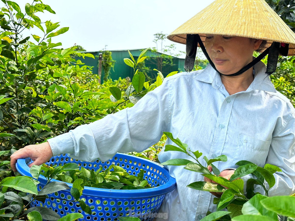 Nghe hai la cay ban tien trieu duoi chan nui Thien Nhan-Hinh-13