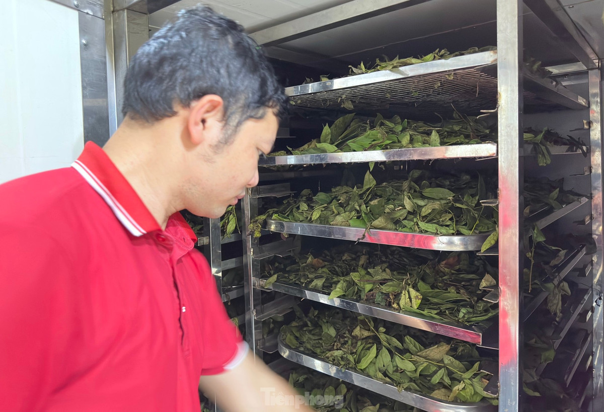 Nghe hai la cay ban tien trieu duoi chan nui Thien Nhan-Hinh-11