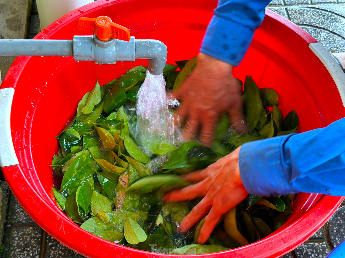 Nghe hai la cay ban tien trieu duoi chan nui Thien Nhan-Hinh-8