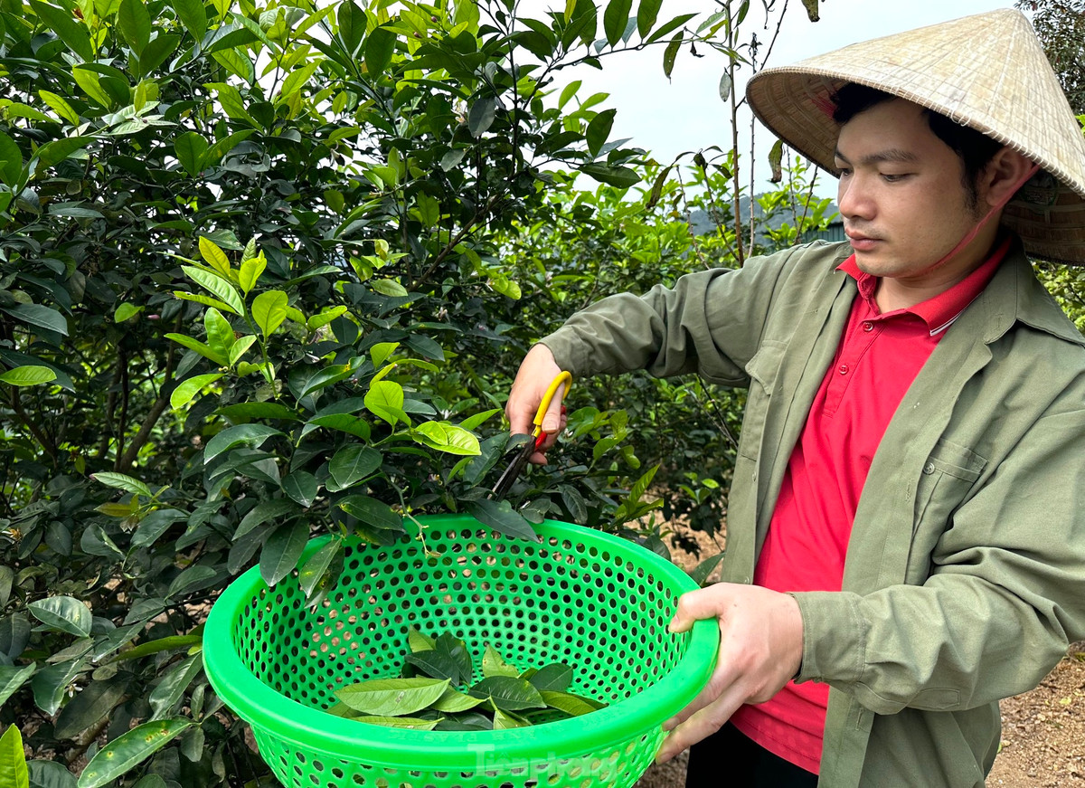 Nghe hai la cay ban tien trieu duoi chan nui Thien Nhan