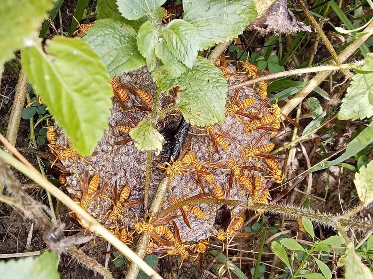 Bat ngo loai sap ong duoc lung mua voi gia 1,4 trieu dong/kg