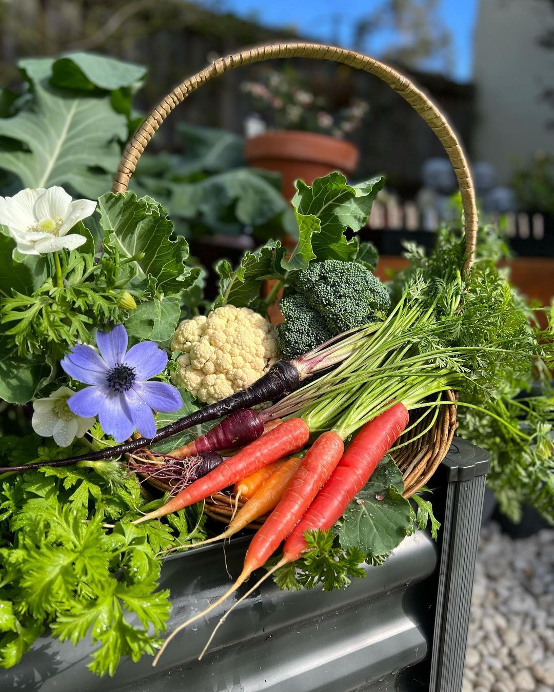 Qua me lam vuon, hang xom nhuong ca dat truoc nha cho trong trot-Hinh-5