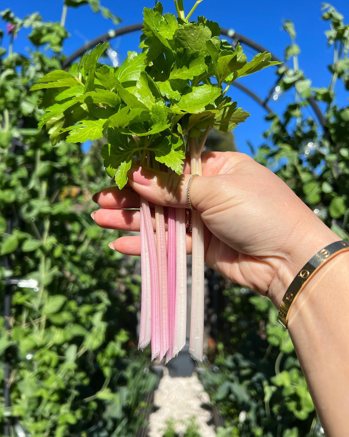 Qua me lam vuon, hang xom nhuong ca dat truoc nha cho trong trot-Hinh-8