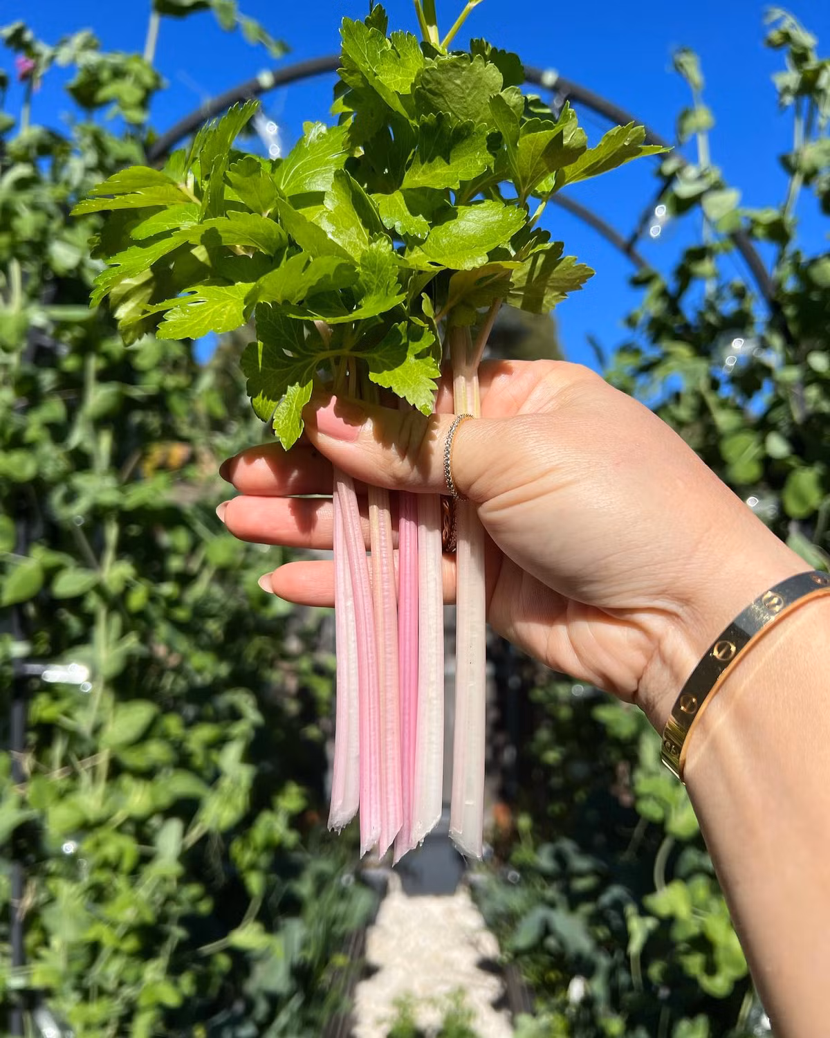 Qua me lam vuon, hang xom nhuong ca dat truoc nha cho trong trot-Hinh-8