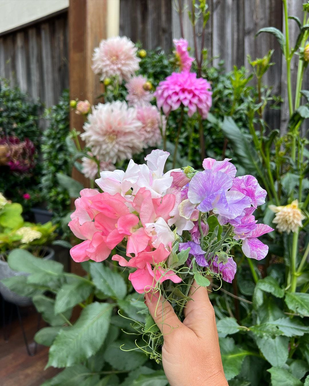 Qua me lam vuon, hang xom nhuong ca dat truoc nha cho trong trot-Hinh-4