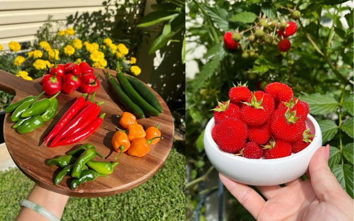 Qua me lam vuon, hang xom nhuong ca dat truoc nha cho trong trot