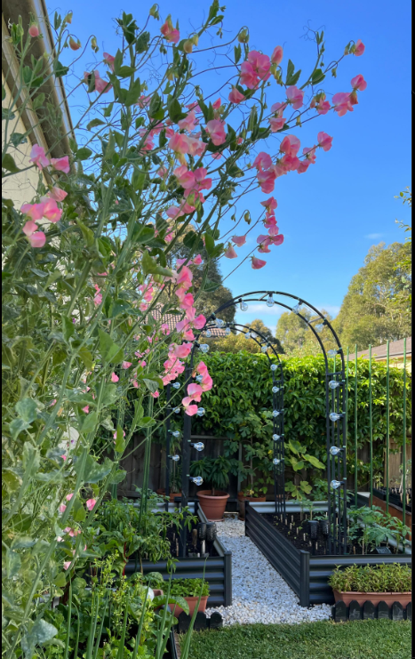 Qua me lam vuon, hang xom nhuong ca dat truoc nha cho trong trot-Hinh-3