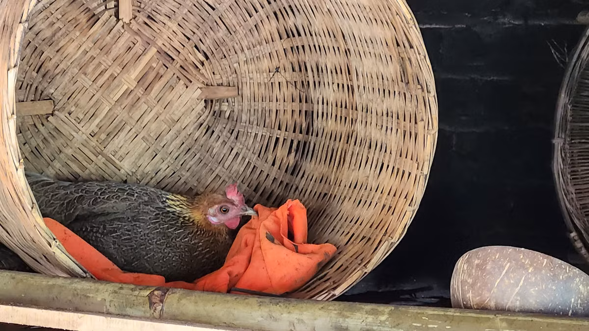 Ngoi nha tai che tu do cu, sap dat day tinh nghe thuat-Hinh-9