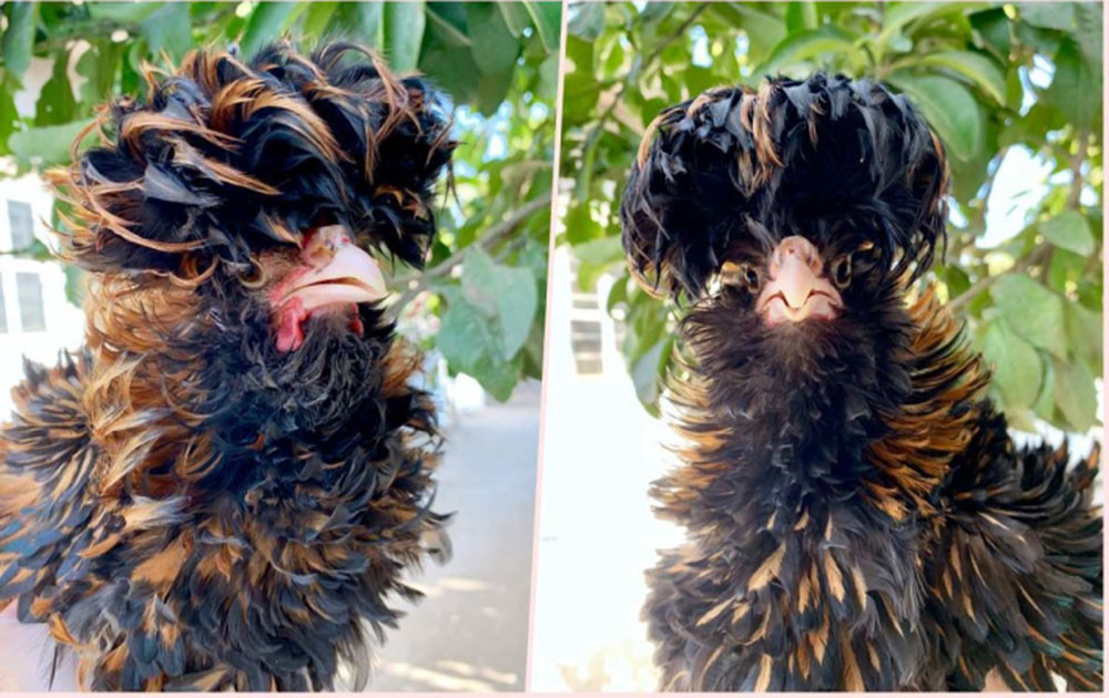 San lung ga doc di gia chuc trieu choi Tet-Hinh-2