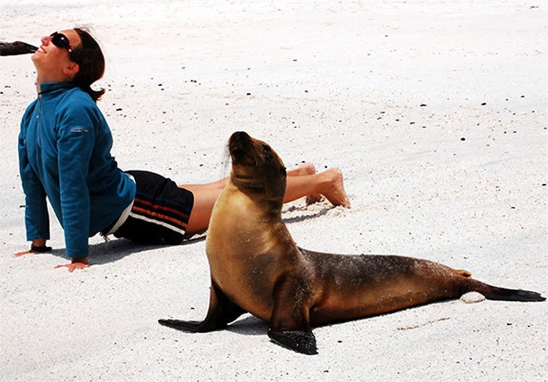 Hải cẩu tập ưỡn lưng.