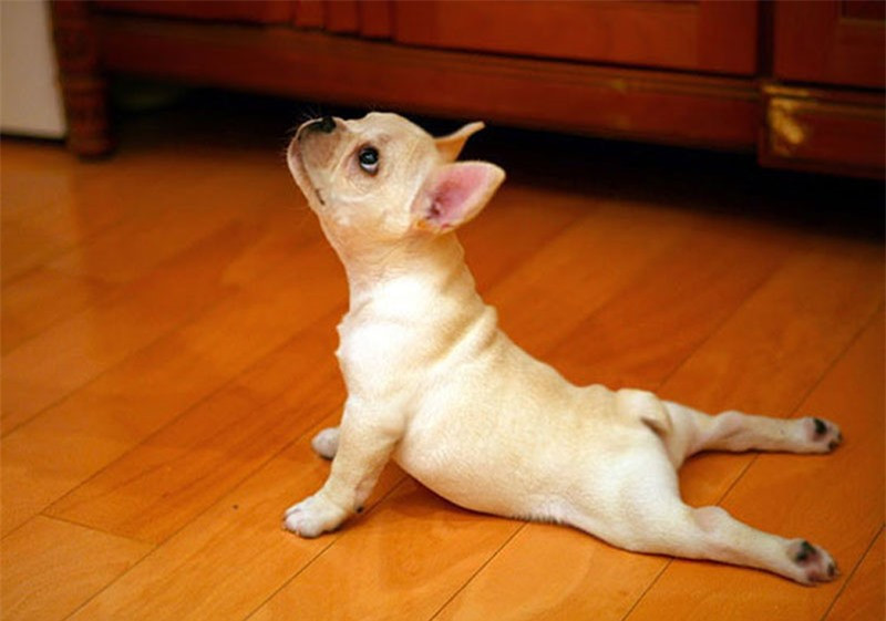 Bài tập cơ bụng của cún cưng.