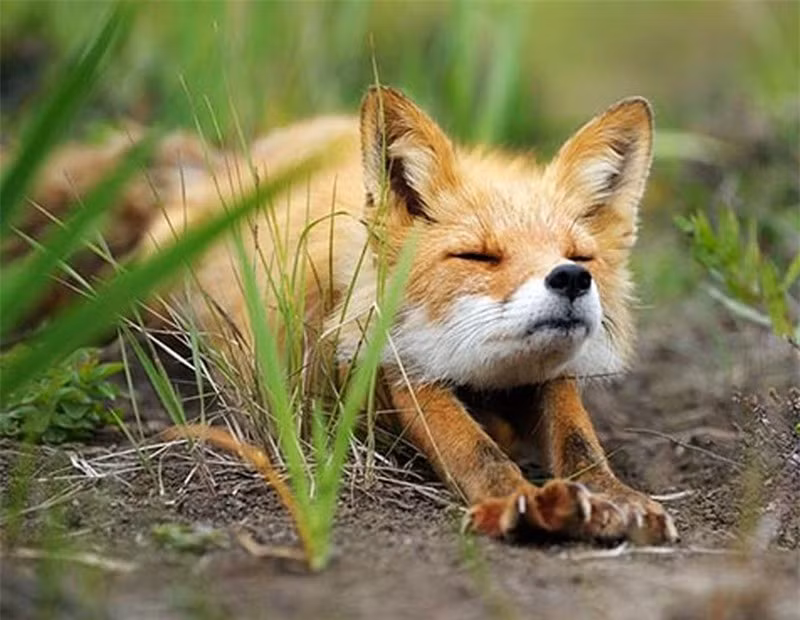 Cáo vươn vai chào buổi sáng.