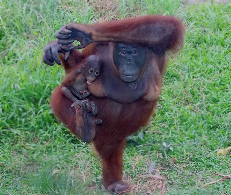 Mấy người có thể vừa ôm con, vừa đứng vắt 1 chân lên vai như chú đười ươi này.