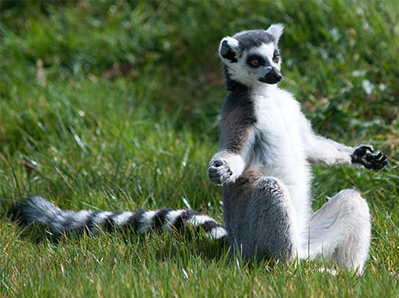 Cùng tập dưỡng sinh với vượn cáo.