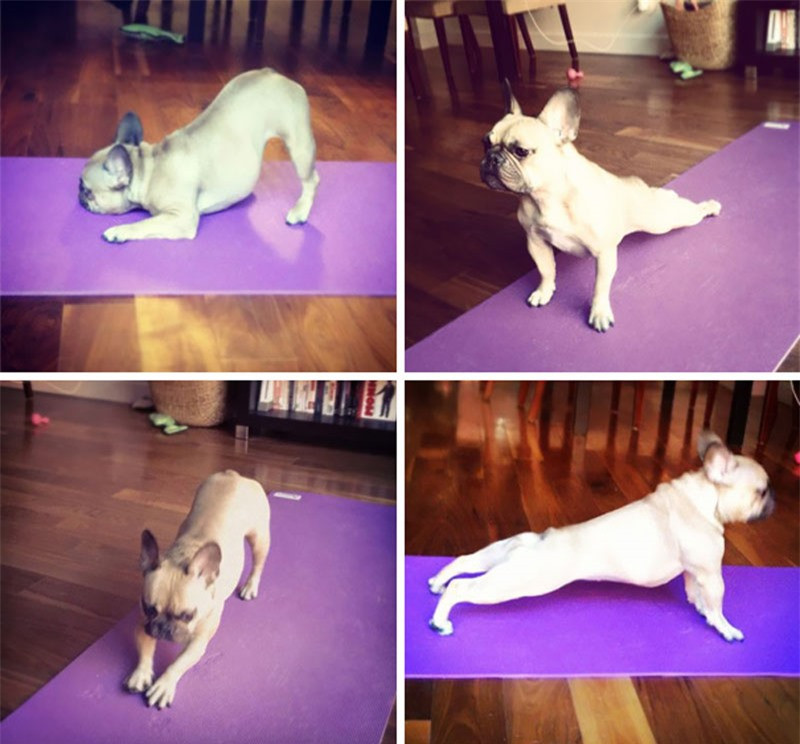 Các động tác yoga đáng yêu của chú cún nhỏ.