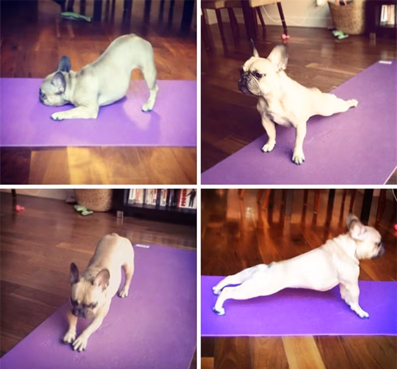 Các động tác yoga đáng yêu của chú cún nhỏ.