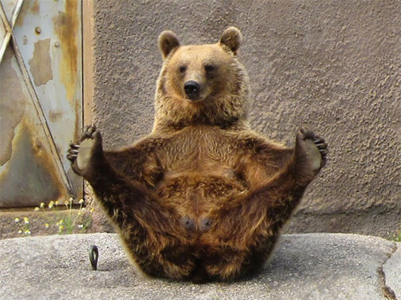 Duỗi hết tay, chân cùng gấu nào.