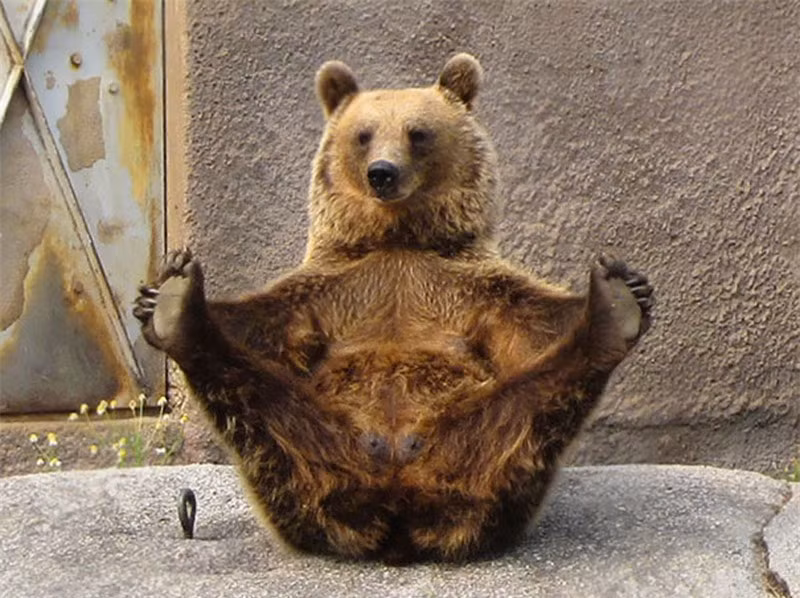 Duỗi hết tay, chân cùng gấu nào.