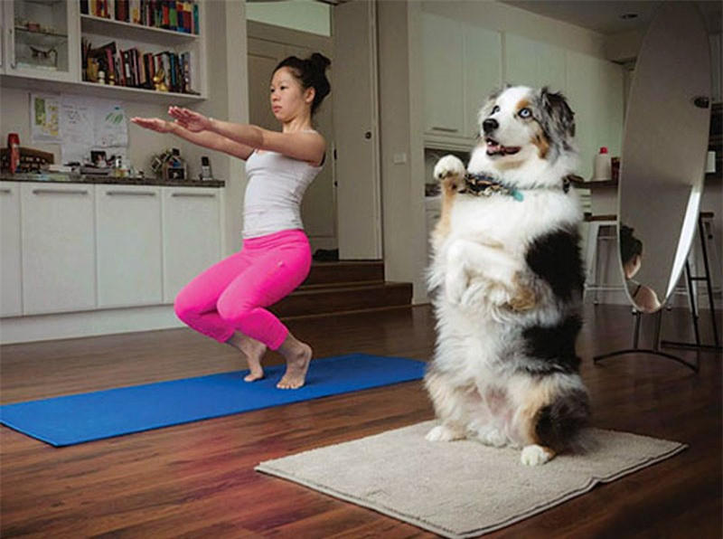 Học bài tập yoga cùng cô chủ.